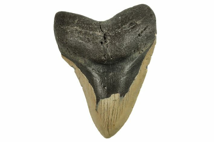 Bargain, Fossil Megalodon Tooth - Serrated Blade #294530